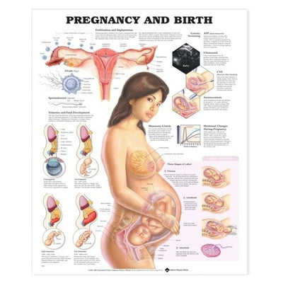 Wolters Kluwer Health Inc Pregnancy and Birth 20x26" Anatomical Chart Ea - 9781587791840