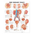 Wolters Kluwer Health Inc Urinary Tract 20x26" Educational Chart Ea - 9781587790713