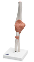 North Coast Anatomical: Functional Elbow Joint Model