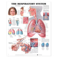 Wolters Kluwer Health Inc Autonomic Nervous System 20x26" Anatomical Chart Ea - 9781587790539