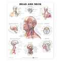 Wolters Kluwer Health Inc Head and Neck 20x26" Anatomical Chart Ea - 9781587791475