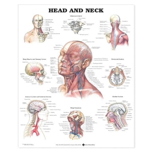 Wolters Kluwer Health Inc Head and Neck 20x26" Anatomical Chart Ea - 9781587791475