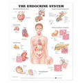 Wolters Kluwer Health Inc The Endocrine System 20x26" Anatomical Chart Ea - 9781587790157