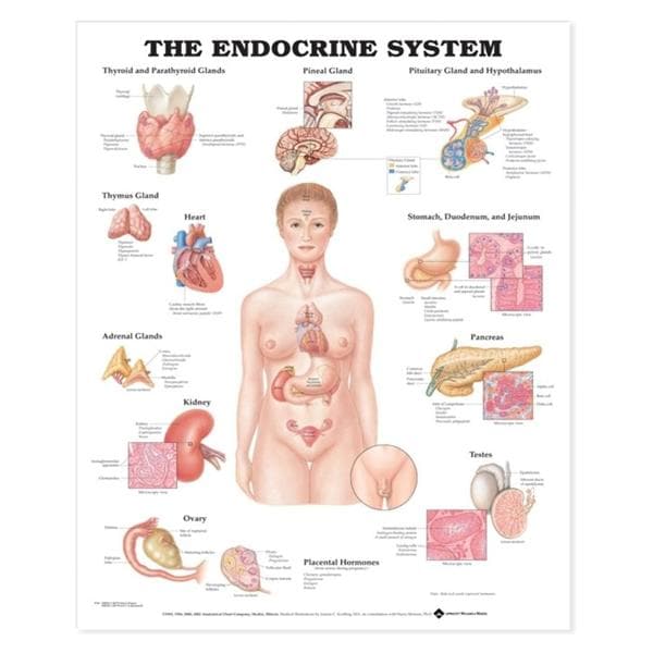 Wolters Kluwer Health Inc The Endocrine System 20x26" Anatomical Chart Ea - 9781587790157