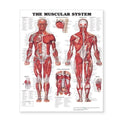 Wolters Kluwer Health Inc The Muscular System 20x26" Anatomical Chart Ea - 9781587799815