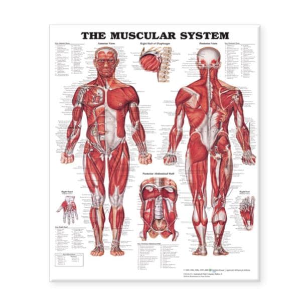 Wolters Kluwer Health Inc The Muscular System 20x26" Anatomical Chart Ea - 9781587799815