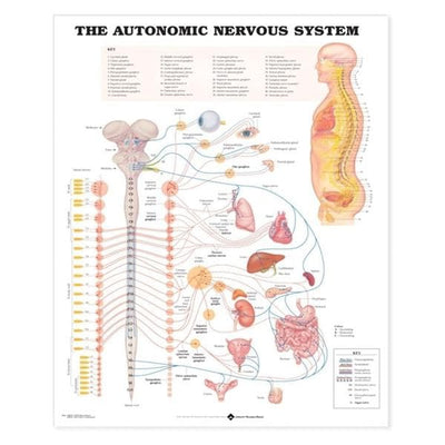 Wolters Kluwer Health Inc The Autonomic Nervous System 20x26" Anatomical Chart Ea - 9781587790010