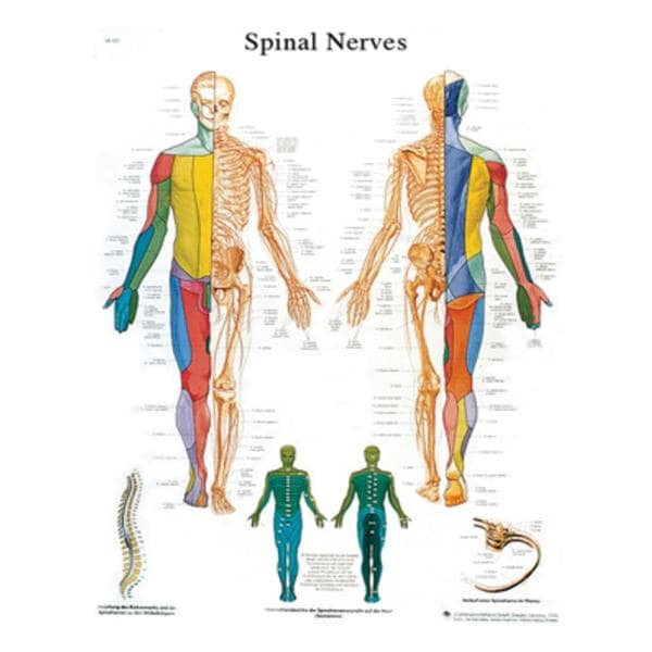 Fabrication Enterprises Spinal Nerves 20x25" Anatomical Chart Ea - 12-4630L
