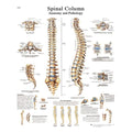 Fabrication Enterprises Spinal Column 20x25" Anatomical Chart Ea - 12-4622L