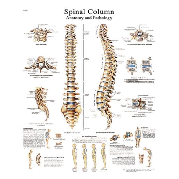 Fabrication Enterprises Spinal Column 20x25" Anatomical Chart Ea - 12-4622L