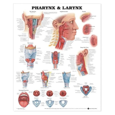 Wolters Kluwer Health Inc Pharynx and Larynx 20x26" Anatomical Chart Ea - 9781587791819