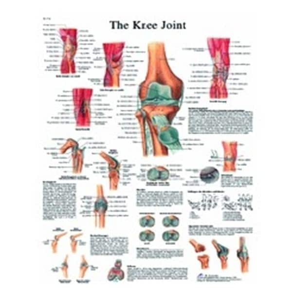 3B Scientific GMBH Knee Joint 20x26" Anatomical Chart Ea - 12-4611L