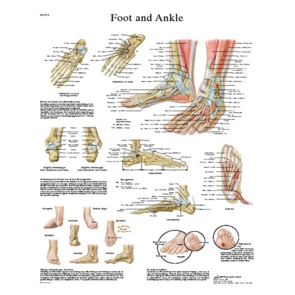 Fabrication Enterprises Foot And Ankle 20x25" Anatomical Chart Ea - 12-4608L