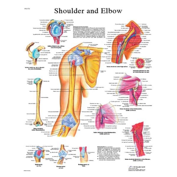 Fabrication Enterprises Shoulder And Elbow 20x25" Human Anatomy Chart Ea - 12-4619