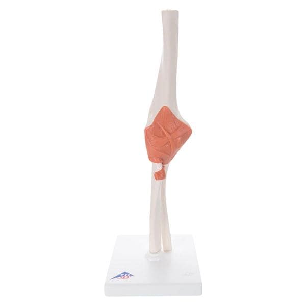 Wolters Kluwer Health Inc Elbow Joint Anatomical Adult Model Ea - A83