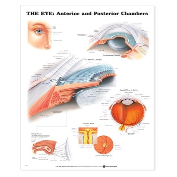Wolters Kluwer Health Inc Eye Anterior Posterior Chambers 20x26" Anatomical Chart Ea - 9781587791321