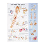North Coast Anatomical Wall Charts, Vinyl-Laminated, Medical Condition