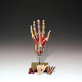 North Coast Muscles Hand and Wrist Models | NC70196