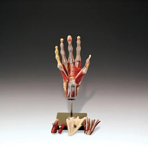 North Coast Muscles Hand and Wrist Models | NC70196