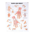 North Coast Anatomical Wall Charts