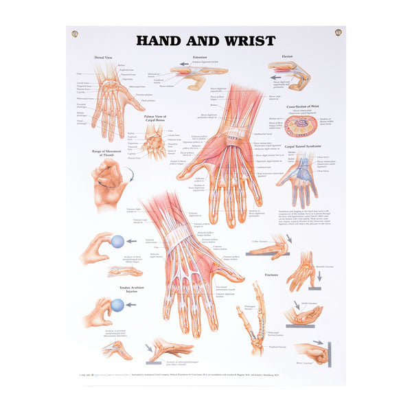North Coast Anatomical Wall Charts