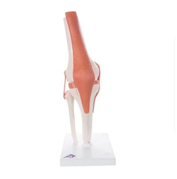 North Coast Anatomical Functional Knee Joint Model