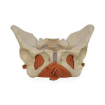 North Coast 3B Scientific Anatomical Female Pelvis Model