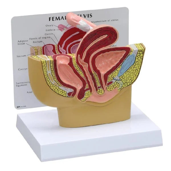 North Coast 3B Scientific Anatomical Female Pelvis Model
