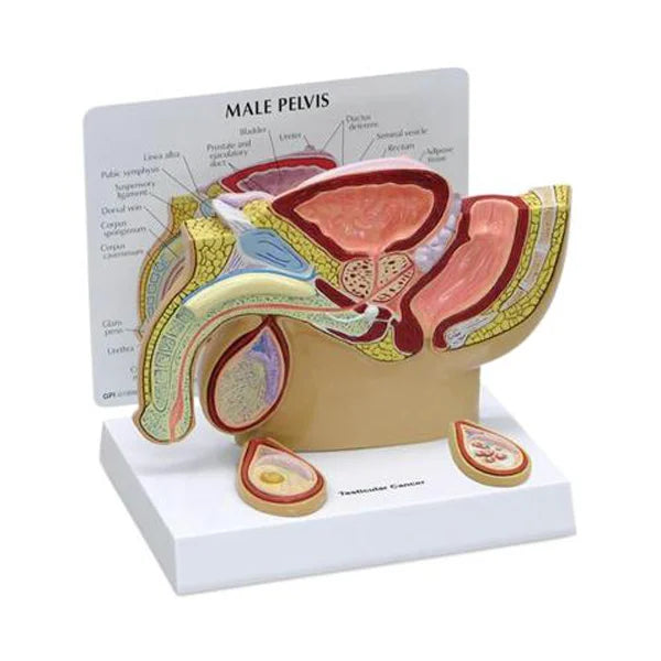 North Coast Anatomical: Male Pelvis Model