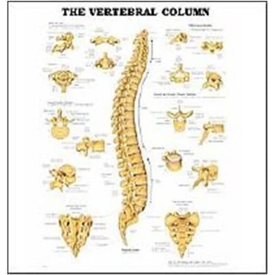 Wolters Kluwer Health Inc The Vertebral Column 20x26" Anatomical Chart EA - 9781587796890