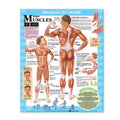 Wolters Kluwer Health Inc Blueprint for Health Your Muscles 20x26" Anatomical Chart EA - 9781587797378