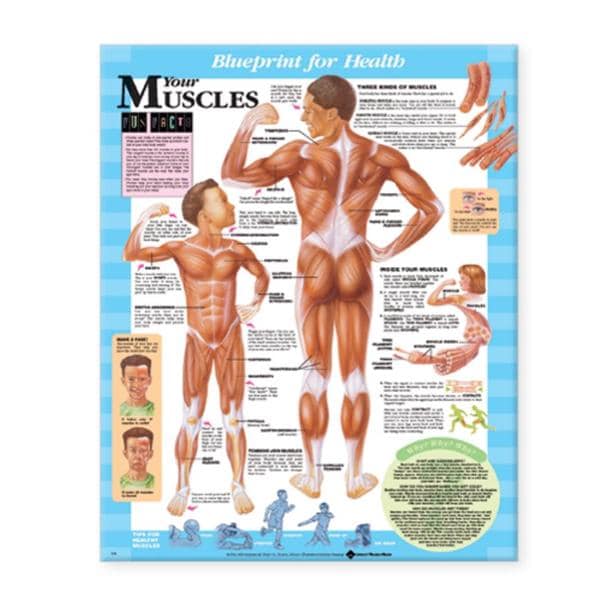 Wolters Kluwer Health Inc Blueprint for Health Your Muscles 20x26" Anatomical Chart EA - 9781587797378