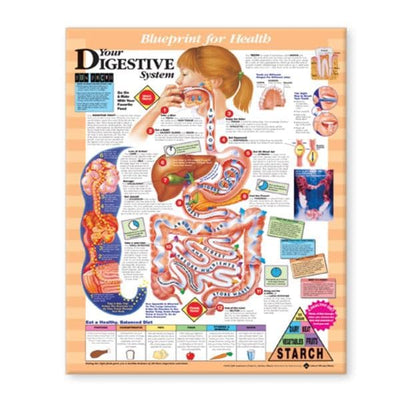 Wolters Kluwer Health Inc Blueprint for Health Your Digestive System 20x26" Anatomical Chart EA - 9781587797392