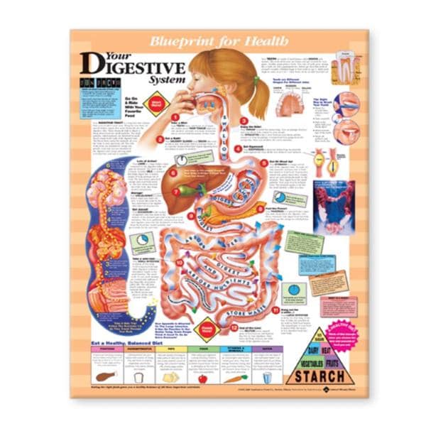 Wolters Kluwer Health Inc Blueprint for Health Your Digestive System 20x26" Anatomical Chart EA - 9781587797392