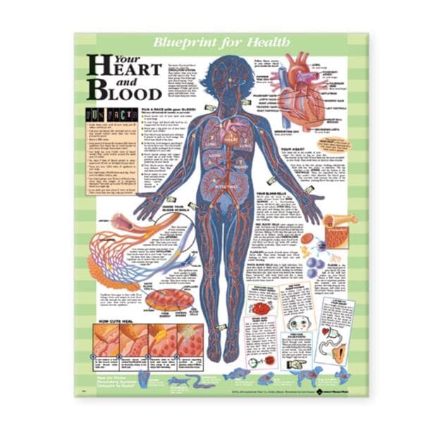 Wolters Kluwer Health Inc Blueprint for Health Your Heart and Blood 20x26" Anatomical Chart EA - 9781587797453
