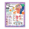 Wolters Kluwer Health Inc Blueprint for Health Your Taste and Smell 20x26" Educational Chart Ea - 9781587797477