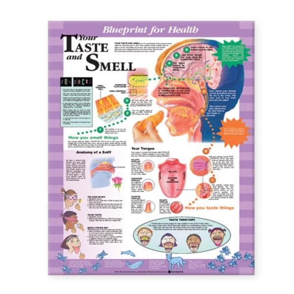 Wolters Kluwer Health Inc Blueprint for Health Your Taste and Smell 20x26" Educational Chart Ea - 9781587797477