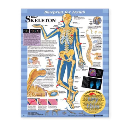 Wolters Kluwer Health Inc Blueprint for Health Your Skeleton 20x26" Anatomical Chart EA - 9781587797354