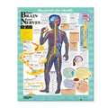 Wolters Kluwer Health Inc Blueprint for Health Your Brain and Nerves 20x26" Anatomical Chart EA - 9781587797439