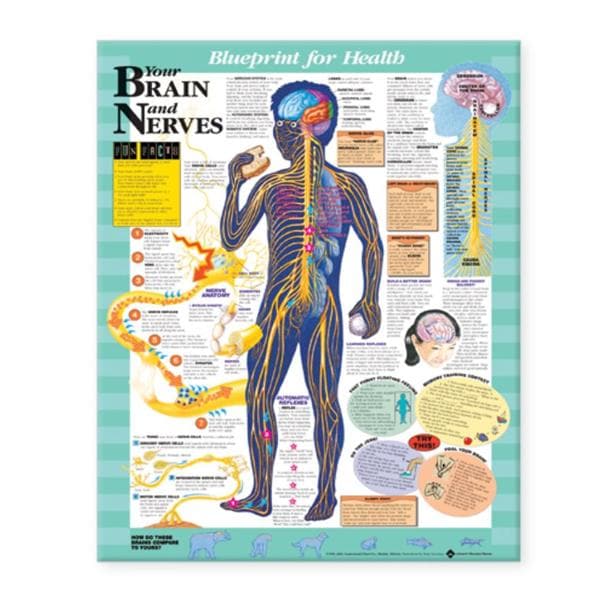 Wolters Kluwer Health Inc Blueprint for Health Your Brain and Nerves 20x26" Anatomical Chart EA - 9781587797439