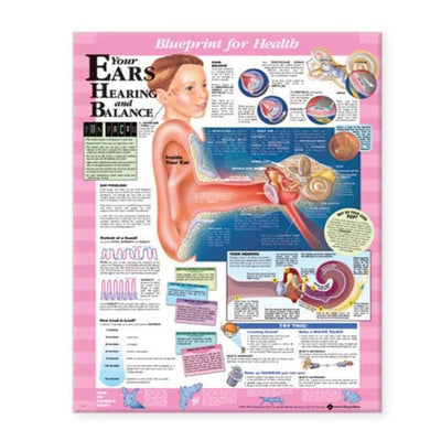 Wolters Kluwer Health Inc Blueprint for Health Your Ears 20x26" Anatomical Chart EA - 9781587797514