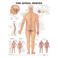 Wolters Kluwer Health Inc The Spinal Nerves 20x26" Anatomical Chart EA - 9781587792052