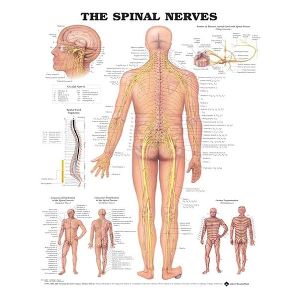 Wolters Kluwer Health Inc The Spinal Nerves 20x26" Anatomical Chart EA - 9781587792052