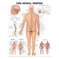 Wolters Kluwer Health Inc Spinal Nerves 20x26" Anatomical Chart Ea - 9781587796913