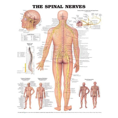 Wolters Kluwer Health Inc Spinal Nerves 20x26" Anatomical Chart Ea - 9781587796913