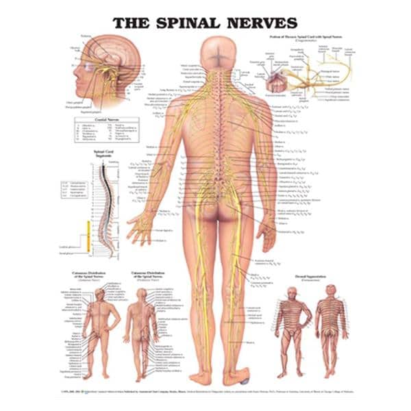 Wolters Kluwer Health Inc Spinal Nerves 20x26" Anatomical Chart Ea - 9781587796913