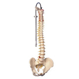 Classic Flexible Spine Model and Stand (Packaging - Each)