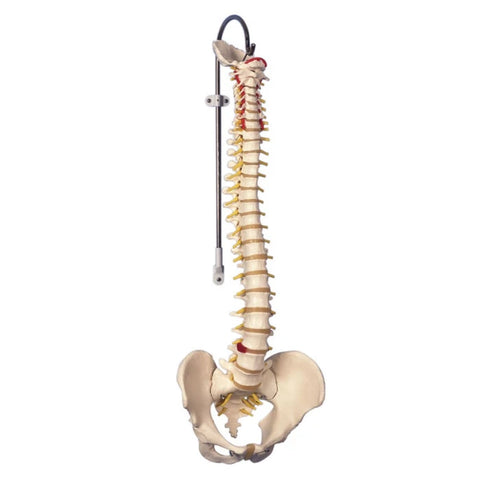 Classic Flexible Spine Model and Stand (Packaging - Each)