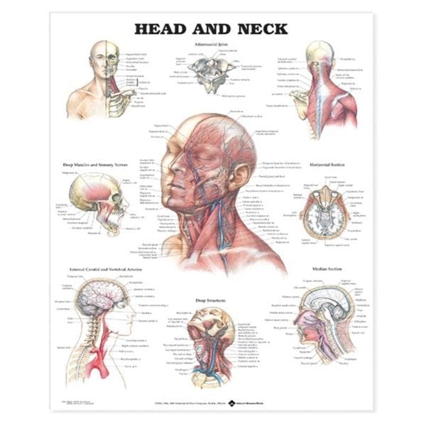 Wolters Kluwer Health Inc Head and Neck 20x26" Anatomical Chart EA - 9781587797286