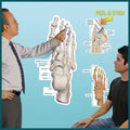 Peel & Stick Dry Erase Anatomical Charts (Packaging - Each)